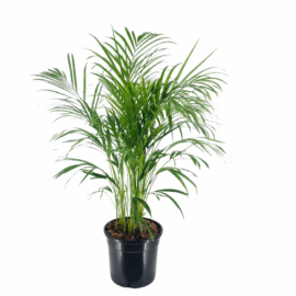Areca Plam (Dypsis Lutescens)