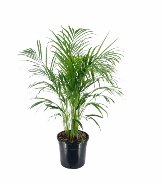 Areca Plam (Dypsis Lutescens)