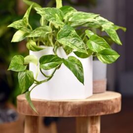 Pothos Ivy (Epipremnum Aureum)
