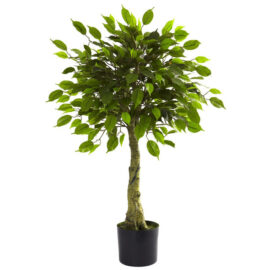 Benjamina Ficus Nitidda