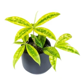 Dracaena Surculosa Aurea (Golddust Dracaena)