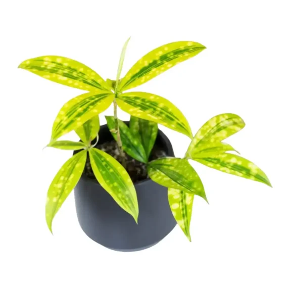 Dracaena Surculosa Aurea (Golddust Dracaena)
