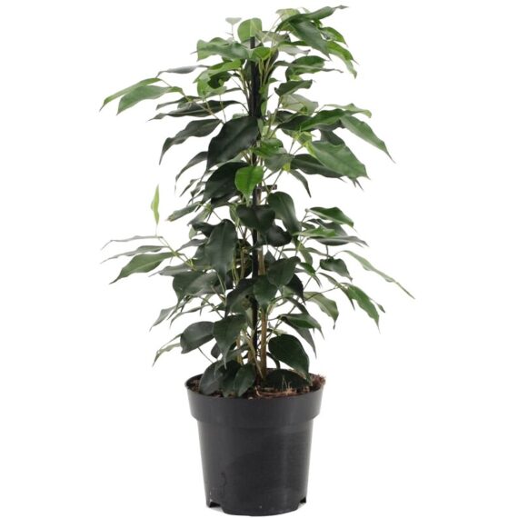 Weeping Fig (Ficus Benjamina)