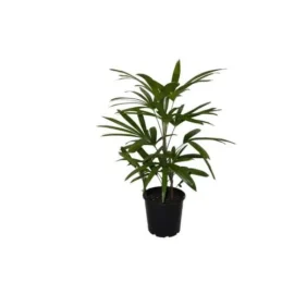 Finger Palm (Rhapis Excelsa)