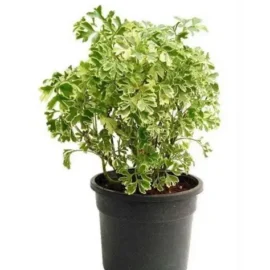 Polyscias Guilfoylei (Geranium Aralia)