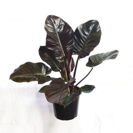 Black Cardinal Plant (Philodendron)