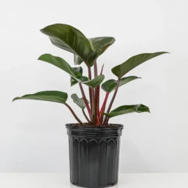 Congo Rojo Plant (Philodendron)