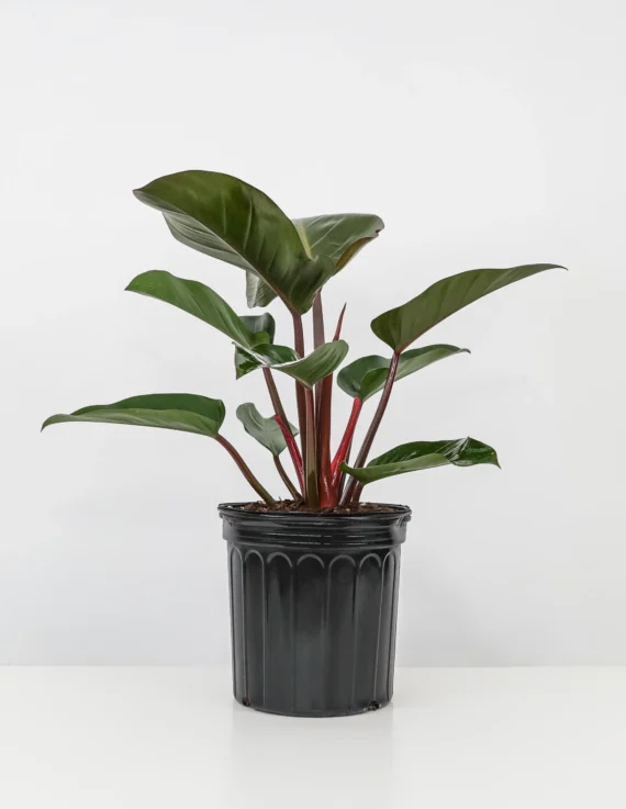 Congo Rojo Plant (Philodendron)