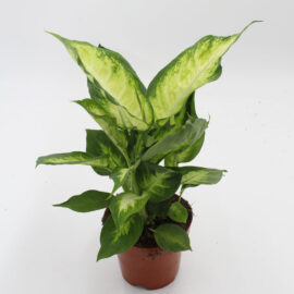 Dieffenbachia Camilla