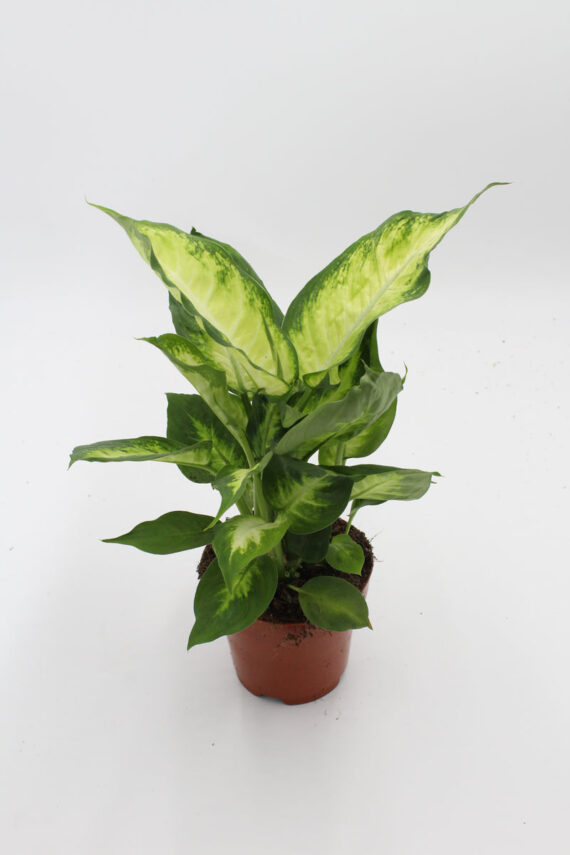 Dieffenbachia Camilla