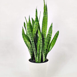 Snake Plant (Sansevieria Zeylanica)
