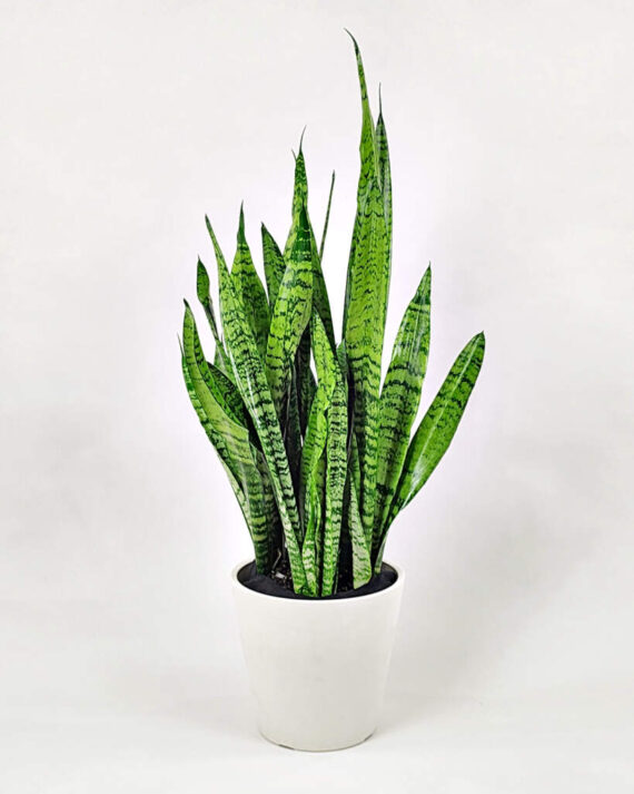 Snake Plant (Sansevieria Zeylanica)