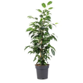 Ficus Benjamina (Weeping Fig)