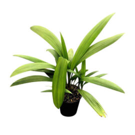 Plam Grass (Curculigo Capitutlata)
