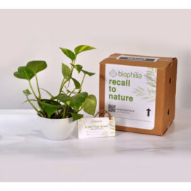 Golden Pothos (Scientific - Epipremnum Aureum With Ceramic Bowl Container