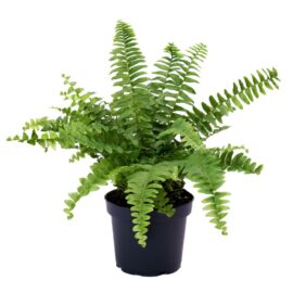 Boston Fern (Nephrolepis Exaltata)