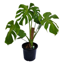 Monstera Deliciosa (Philodendron)