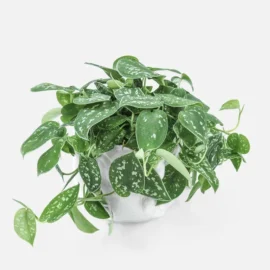 Scindapsus Satin Pothos Plants