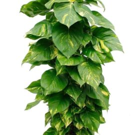 Giant Golden Pothos Plants