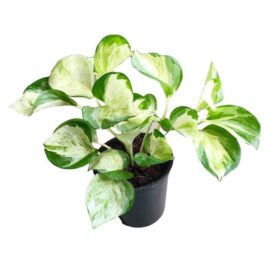Epipremnum Aureum - Manjula Pothos Plants