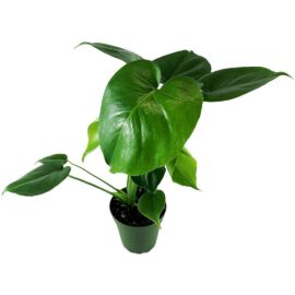 Giant Green Pothos