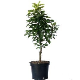 Apple Pera / Psidium guajava L. - (1Ft)