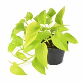 Neon Pothos Plants