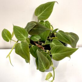 Philodendron Micans