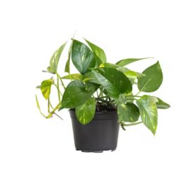 Golden Pothos - Devils Ivy