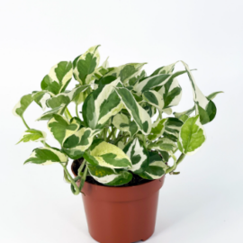 Pearl & Jade Pothos (Epipremnum aureum ‘Pearls and Jade’)