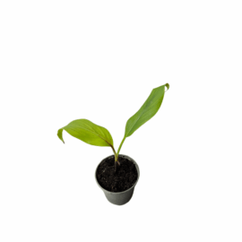 Banana Plant / Musa acuminata - (6 inch)