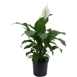 Peace Lily (Spathiphyllum) - 1Ft