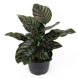 Calathea Ornata (Pinstripe Calathea) - 1-2Ft