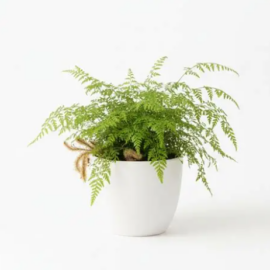 Carrot Fern (Onychicum Japonicum) - 1-2Ft
