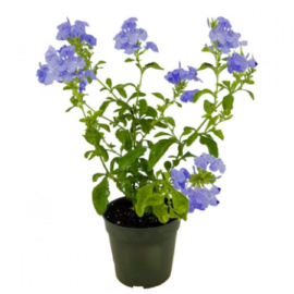 Plumbago (Plumbago Auriculata) - 1-2Ft