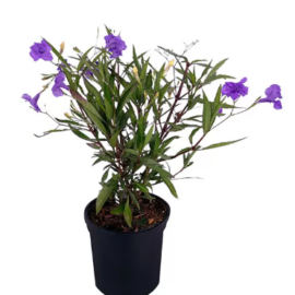 Ruellia Simplex (Mexican Petunias) - 1-2Ft
