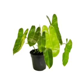 Philodendron Burle Marx Plant - 1-2Ft