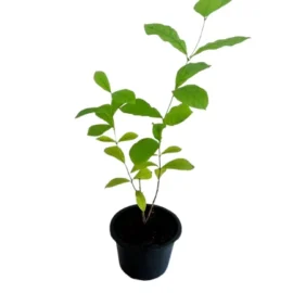 Rangoon Creeper Plant