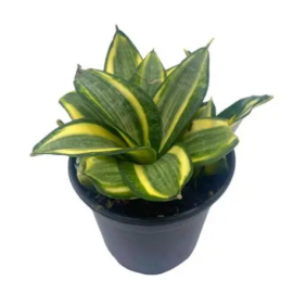 Yellow & Green Snake Plant - 1-2Ft