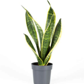 Golden Sansevieria - 1-2ft