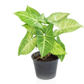 Green Arrowhead Plant - 1-2Ft