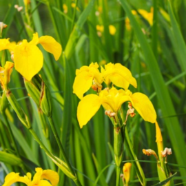 Yellow Iris Plant - 1-2Ft