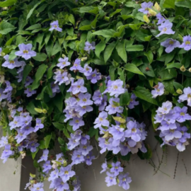 Thunbergia Grandiflora (Purple) - 1-2Ft