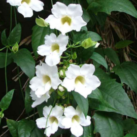 Thunbergia Grandiflora (White) - 1-2Ft