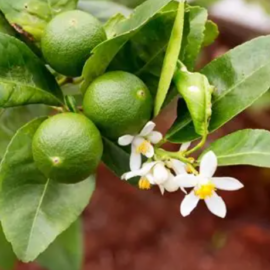 Lime Plant