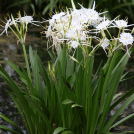 Spider Lily