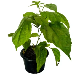 Golden Bell Vine Plant - 1-2Ft