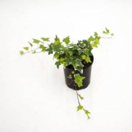 Variegated IVY - 1-2Ft