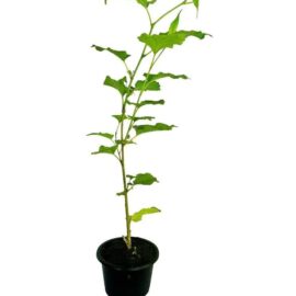 Ceylon Mulberry