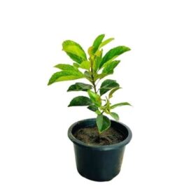 Ceylon Olives